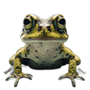 File:Citizen Frogs 45.png