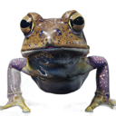 File:Citizen Frogs 96.png