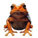 File:Citizen Frogs 39.png