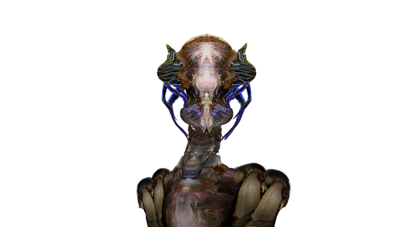 File:Crestoid FG.png